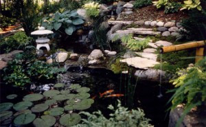 Koi Pond with aquatic plants and bamboo water feature