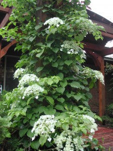 Climbing Hydrangea