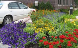 Flower Bed - Annual Flowers