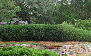 Techny Globe Arborvitae Hedge