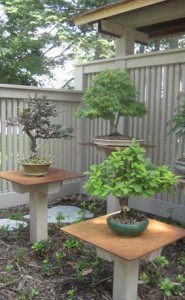 Outdoor Bonsai Garden