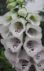 Perennial - Foxglove - Digitalis