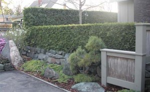 Garden Hedge