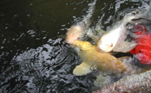 Koi Pond