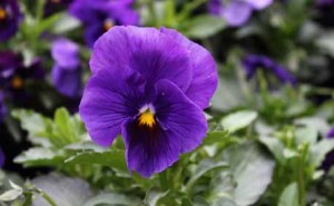 Pansy Flower Picture