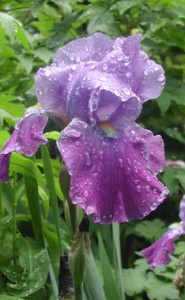 Bearded Iris Perennial