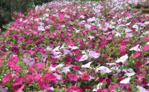 Annual Flowers - Petunia