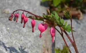 Bleeding Heart Dicentra