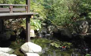 Japanese Koi Pond